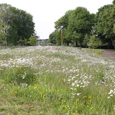 02. Wildflower Meadow